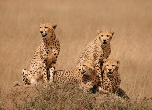 Everything you need to know about Serengeti 2026,2027 & 2028