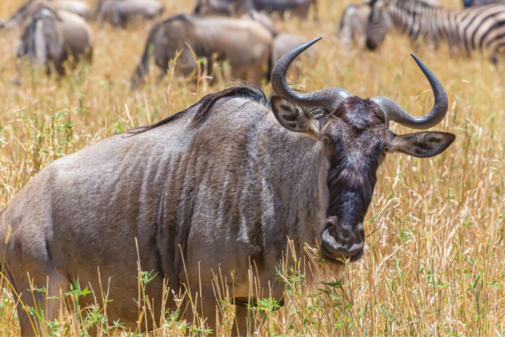 Best 4 Days Serengeti Wildebeest Migration Safari in 2026 & 2027