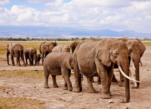 Best 4 Days Serengeti Wildebeest Migration Safari in 2026 & 2027
