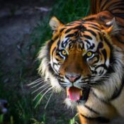 Discover Tanzania's Most Popular Serengeti National Park 2026, 2027 & 2028