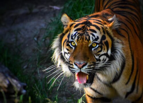 Discover Tanzania’s Most Popular Serengeti National Park 2026, 2027 & 2028