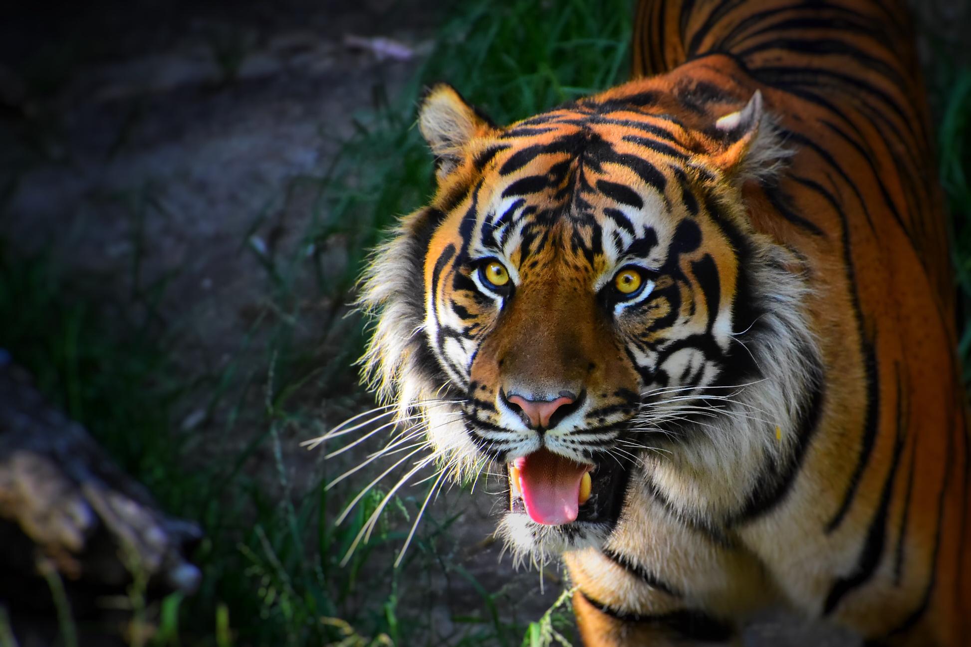 Discover Tanzania's Most Popular Serengeti National Park 2026, 2027 & 2028