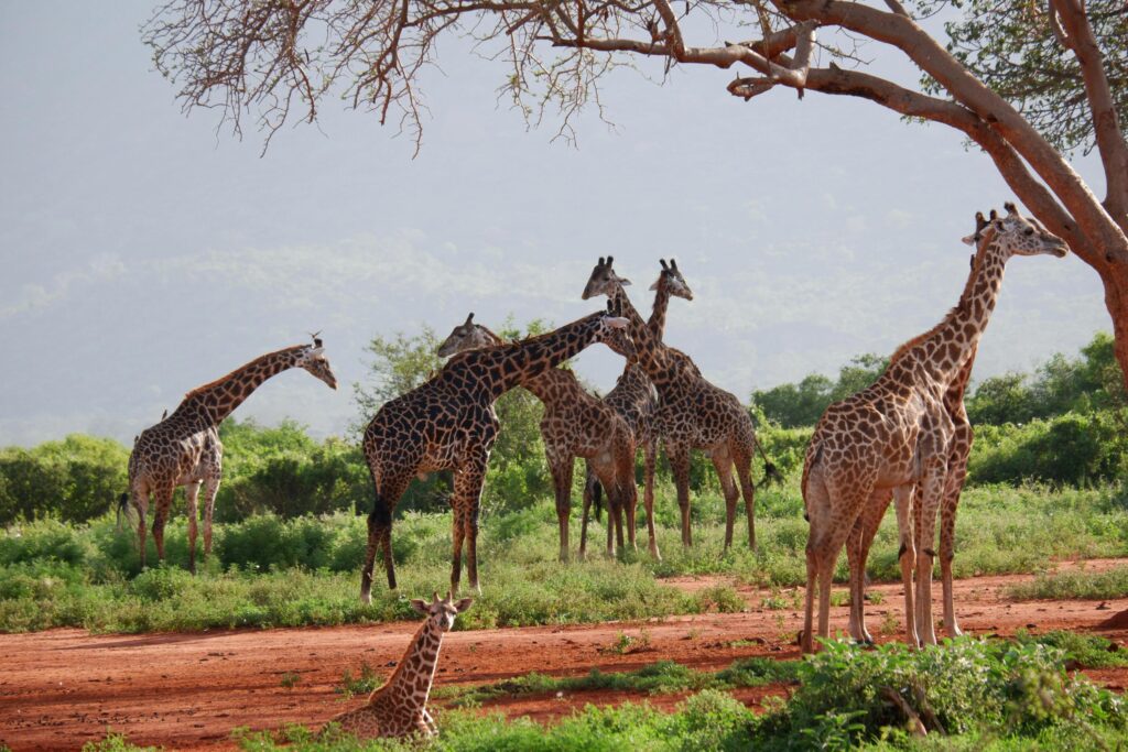 Best 4 Days Serengeti Migration Safari 2026 & 2027 