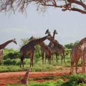 Best 4 Days Serengeti Migration Safari 2026 & 2027