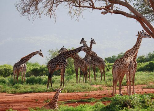Best 4 Days Serengeti Migration Safari 2026 & 2027
