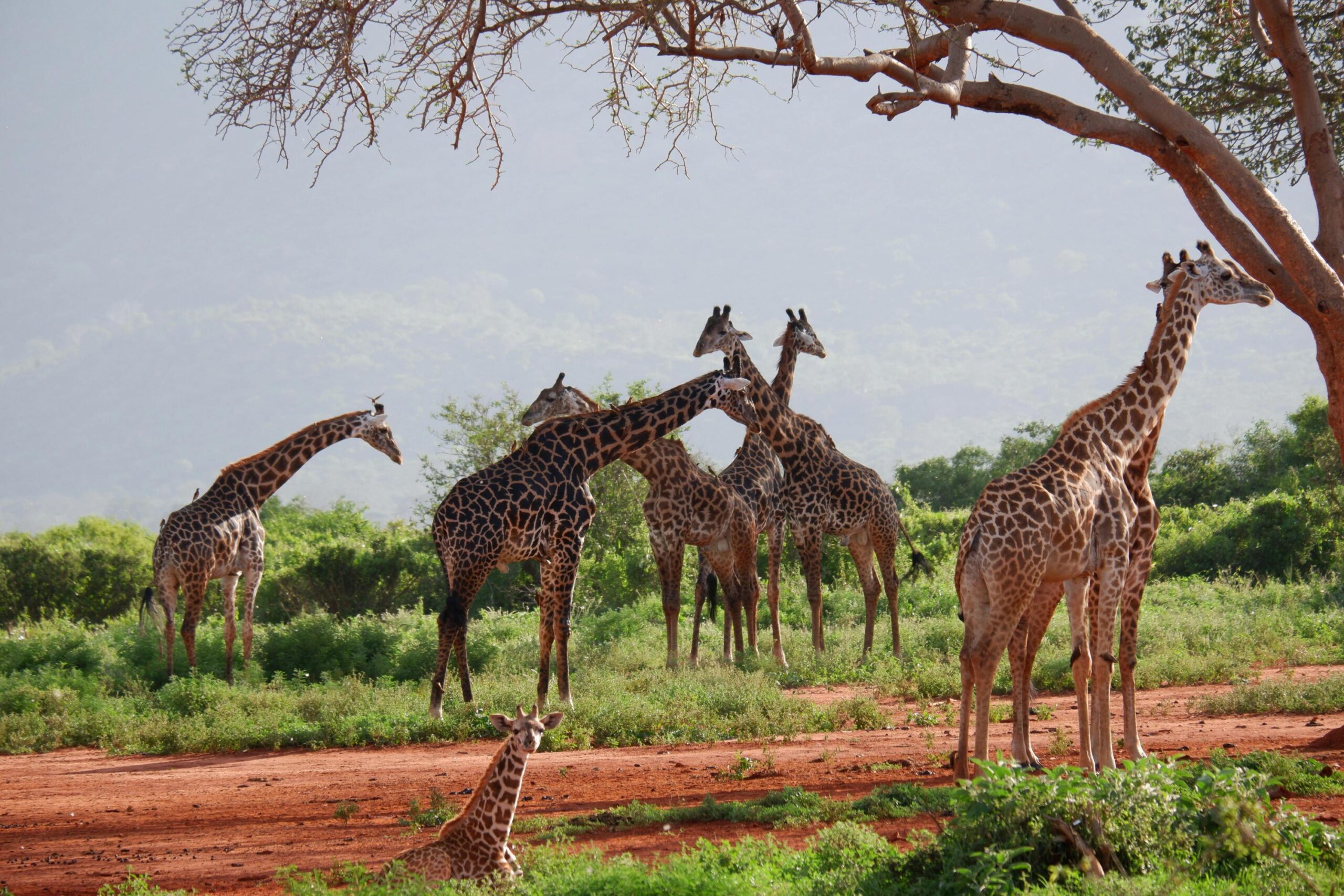 Best 4 Days Serengeti Migration Safari 2026 & 2027
