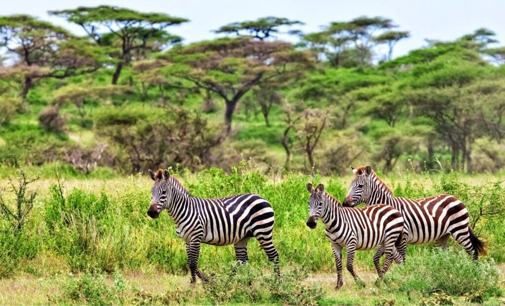 Best 4 Days Serengeti Migration Safari 2026 & 2027 