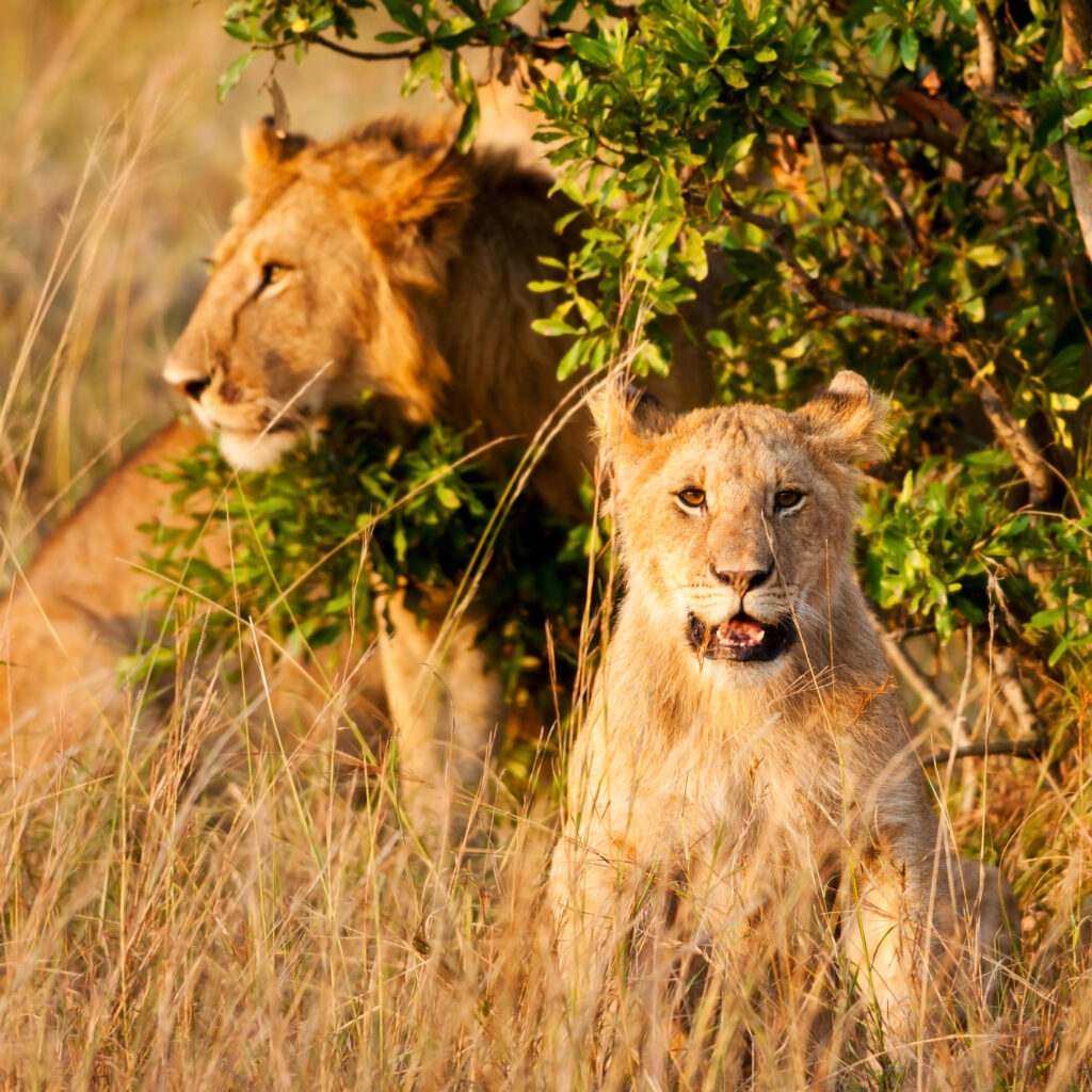 Best 4 Days Serengeti Migration Safari 2026 & 2027 