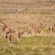 Most Popular Serengeti National Park in Tanzania