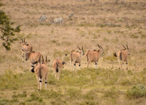 Most Popular Serengeti National Park in Tanzania