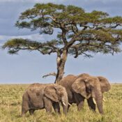 Best 4 Days Serengeti Wildebeest Migration Safari 2026/2027
