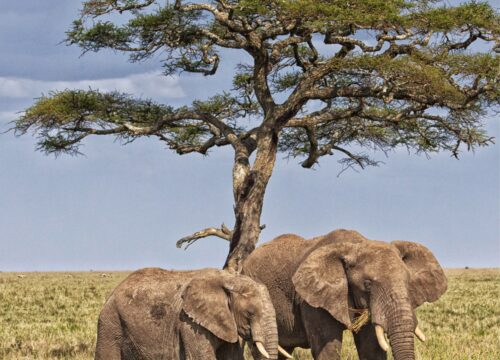 Best 4 Days Serengeti Wildebeest Migration Safari 2026/2027