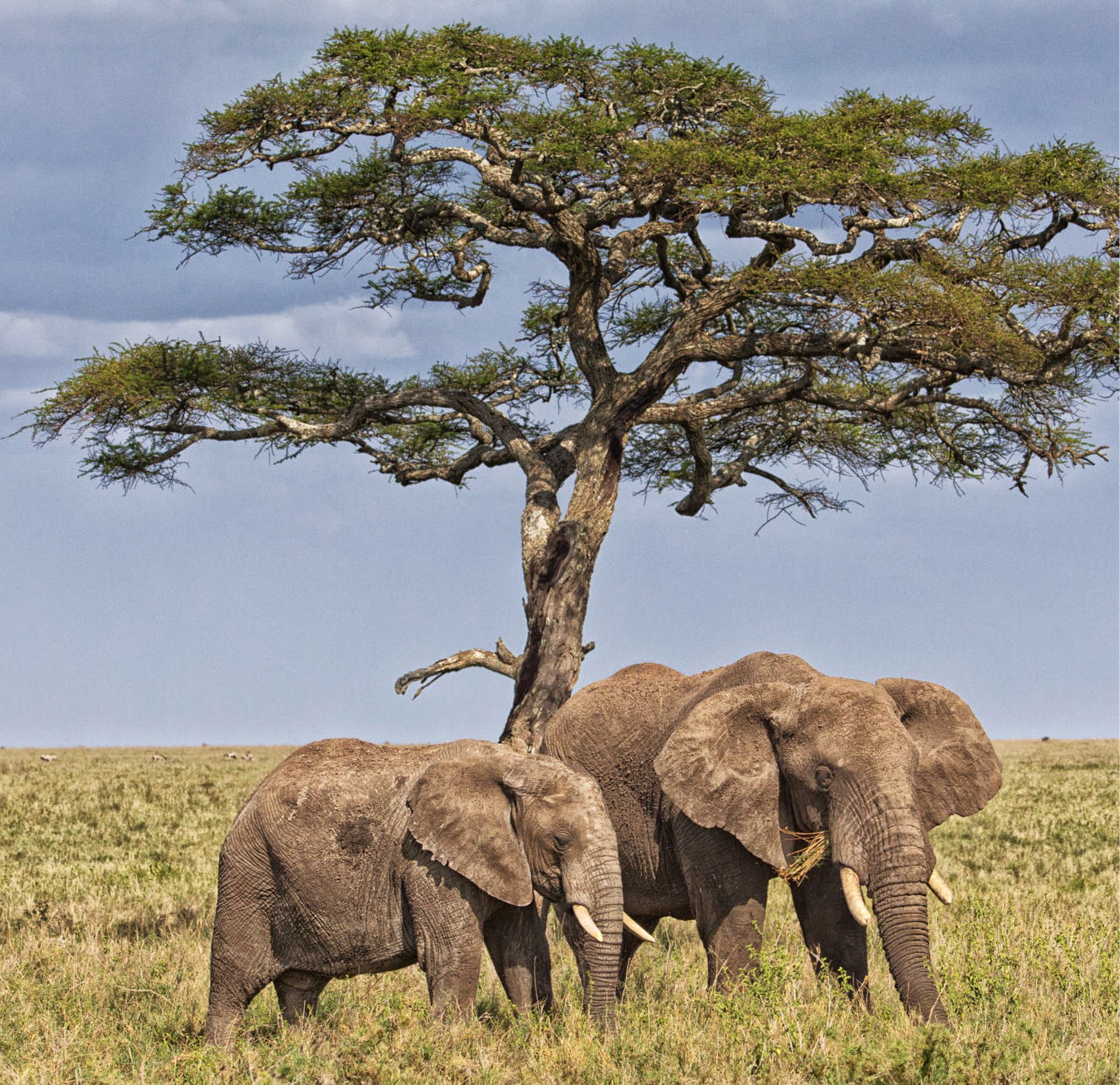Best 4 Days Serengeti Wildebeest Migration Safari 2026/2027