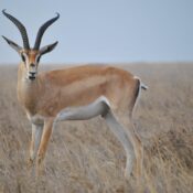 Best Serengeti Migration Safari Packages 2026/2027