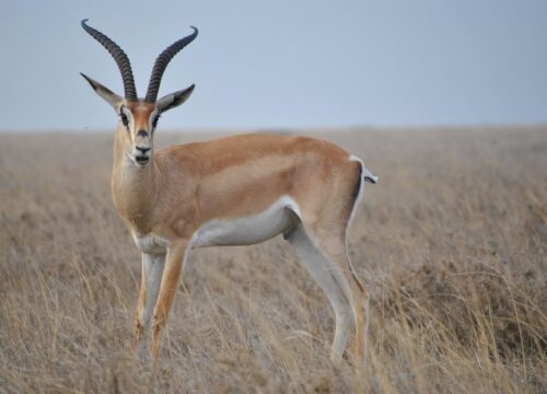 Best Serengeti Migration Safari Packages 2026/2027