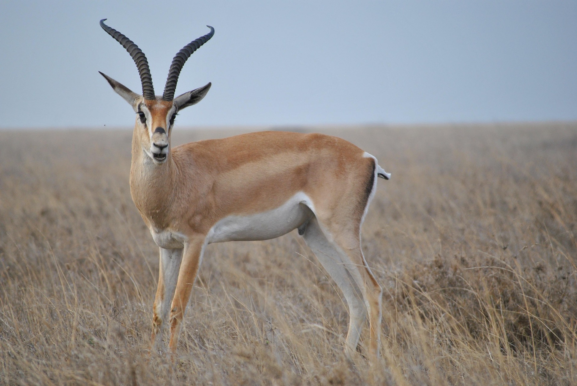 Best Serengeti Migration Safari Packages 2026/2027