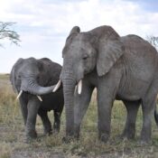 Best Serengeti Safari Tours – Top Routes & Wildlife Experience 2026/2027