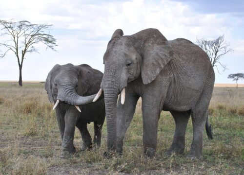 Best Serengeti Safari Tours – Top Routes & Wildlife Experience 2026/2027