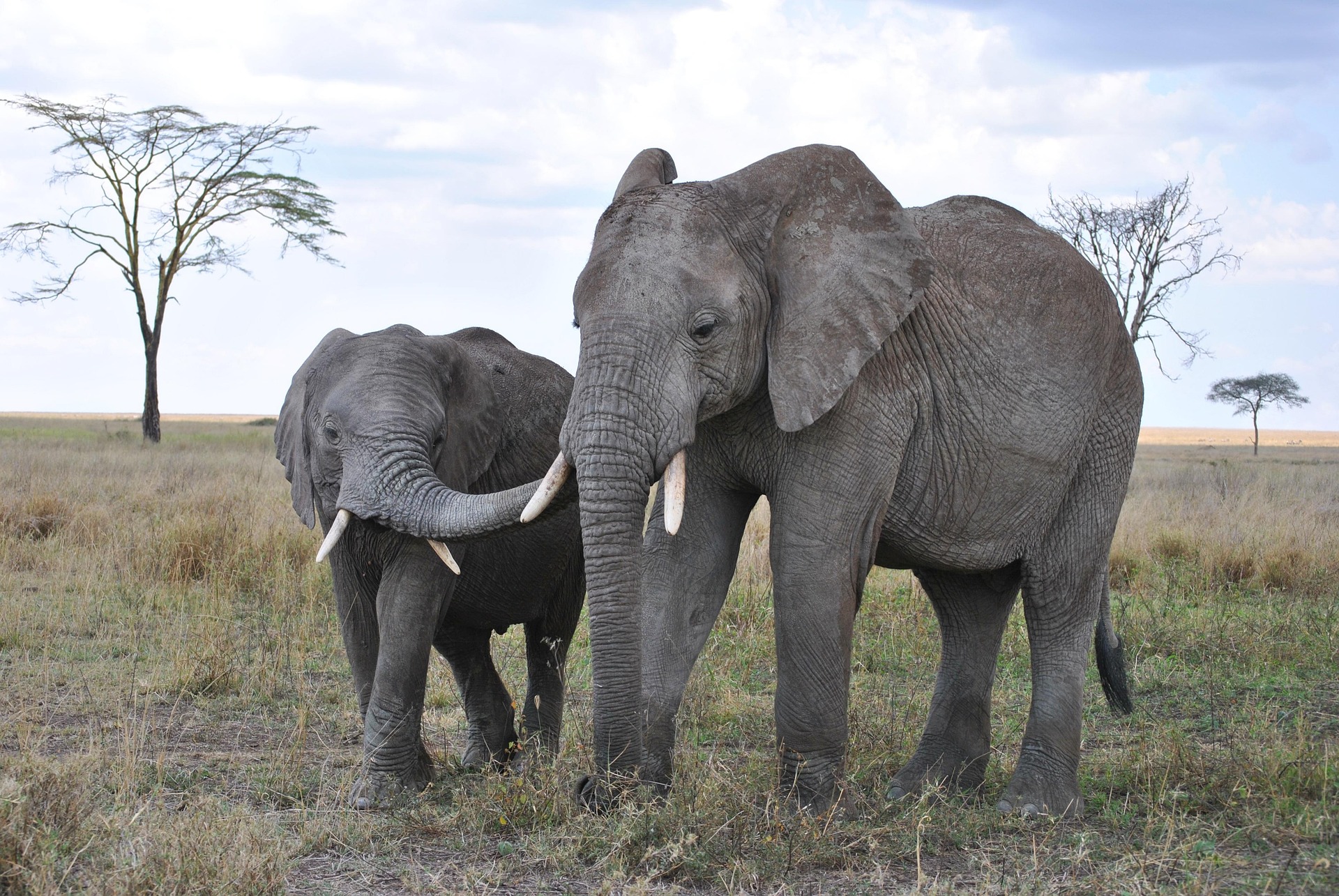 Best Serengeti Safari Tours – Top Routes & Wildlife Experience 2026/2027