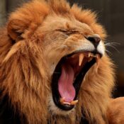BEST 3 DAYS TANZANIA SHARING GROUP JOINING SAFARI 2026/2027