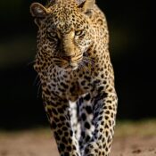 THE BEST 5 DAYS SERENGETI MIGRATION SAFARI TOURS 2026/2027