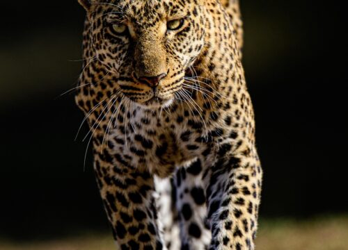 THE BEST 5 DAYS SERENGETI MIGRATION SAFARI TOURS